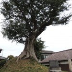 ⑨野村一里塚椋の木