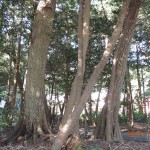 ⑥大木神社椎の森